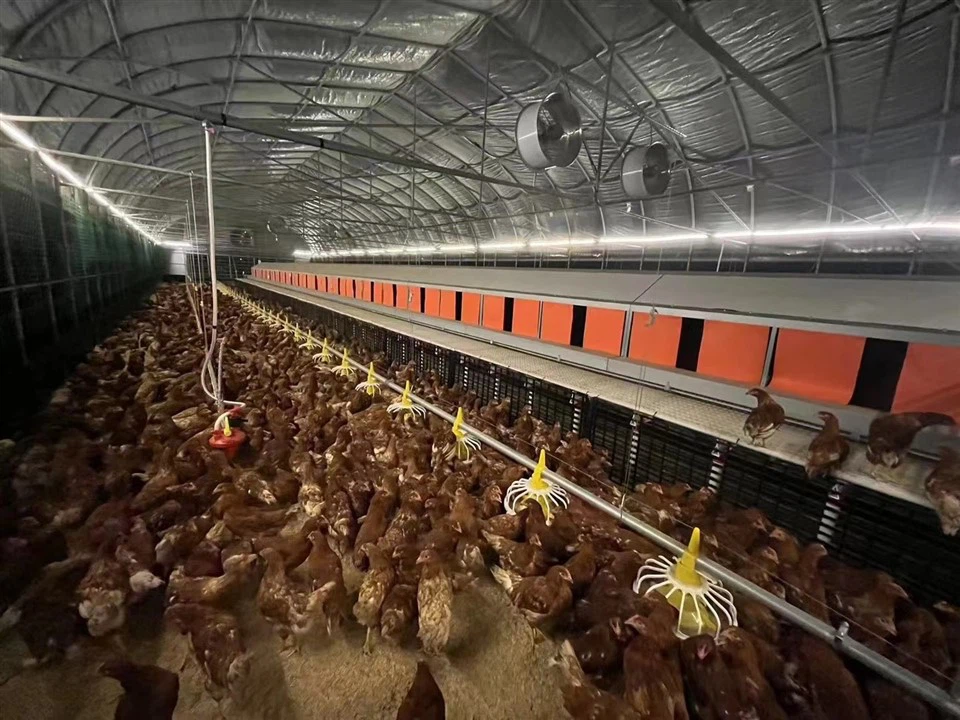 Breeder Pan Feeders factory Breeder Pan Feeders factory